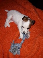 CHIOT